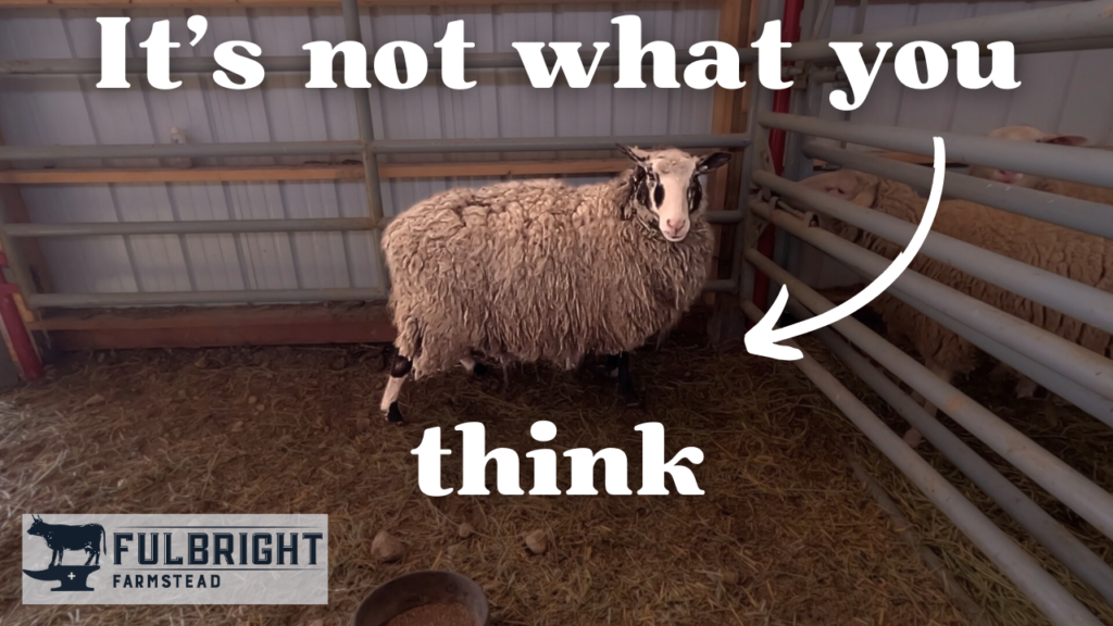 An unshorn ewe standing in a barn that is not bred.