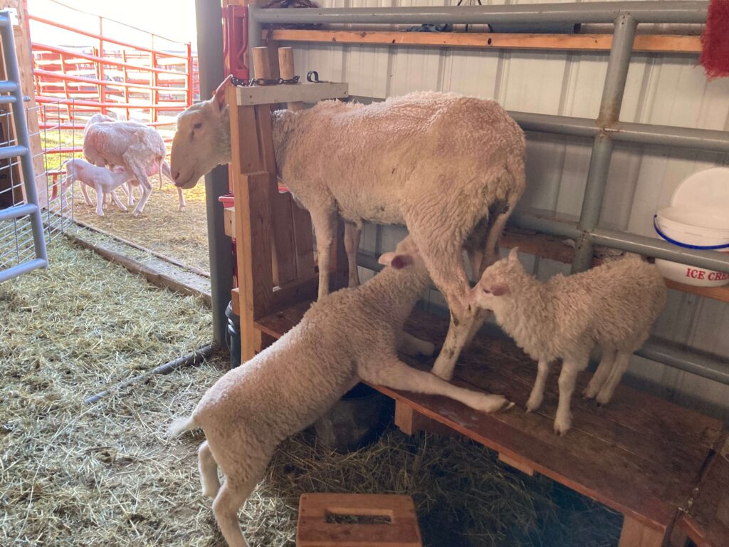 ewe on a milking stand nursing her lambs